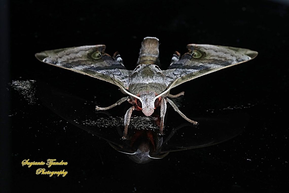 Durian Hawkmoths, Daphnusa ocellaris, Sphingidae  Daphnusa ocellaris,Geotagged,Indonesia,Summer