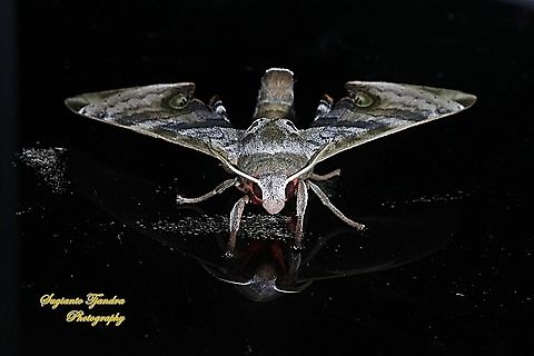 Durian Hawkmoths, Daphnusa ocellaris, Sphingidae  Daphnusa ocellaris,Geotagged,Indonesia,Summer