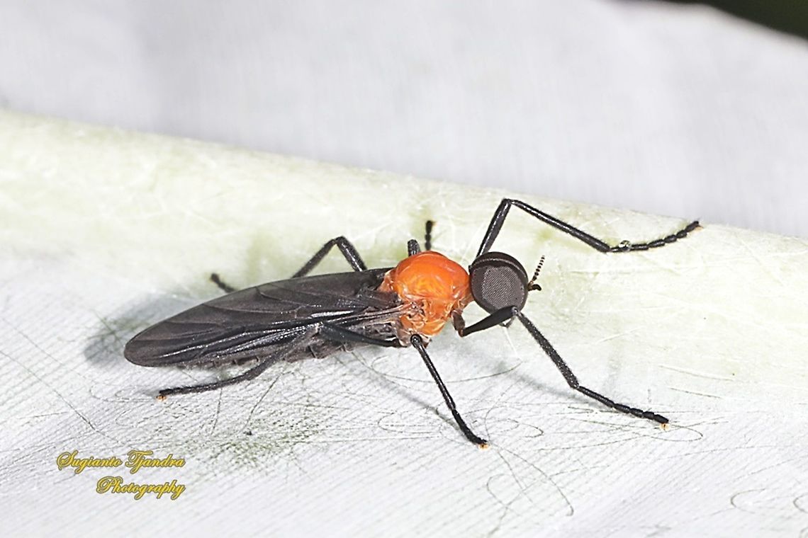 Lovebug/March fly, Plecia Sp, Bibionidae - Male  Geotagged,Indonesia,Summer