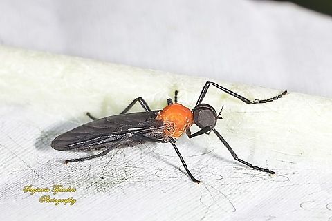 Lovebug/March fly, Plecia Sp, Bibionidae - Male  Geotagged,Indonesia,Summer