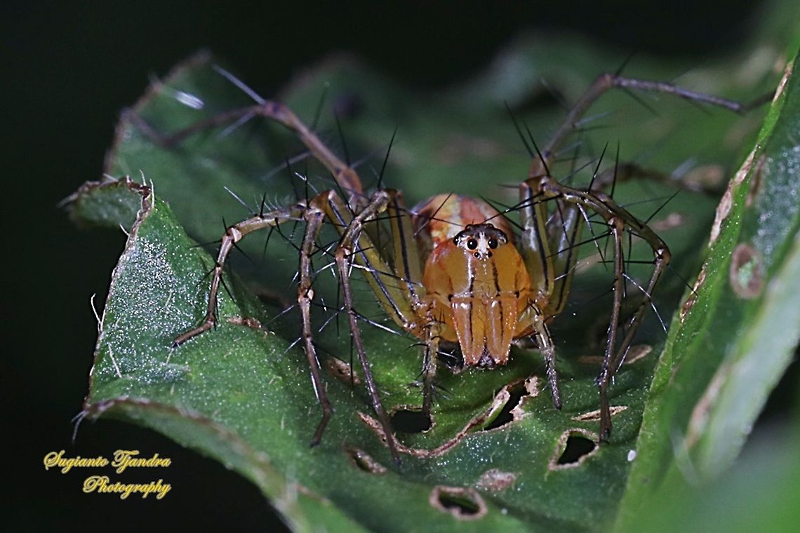 Lynx Spider, Oxyopidae sp. - Female  Geotagged,Indonesia,Summer