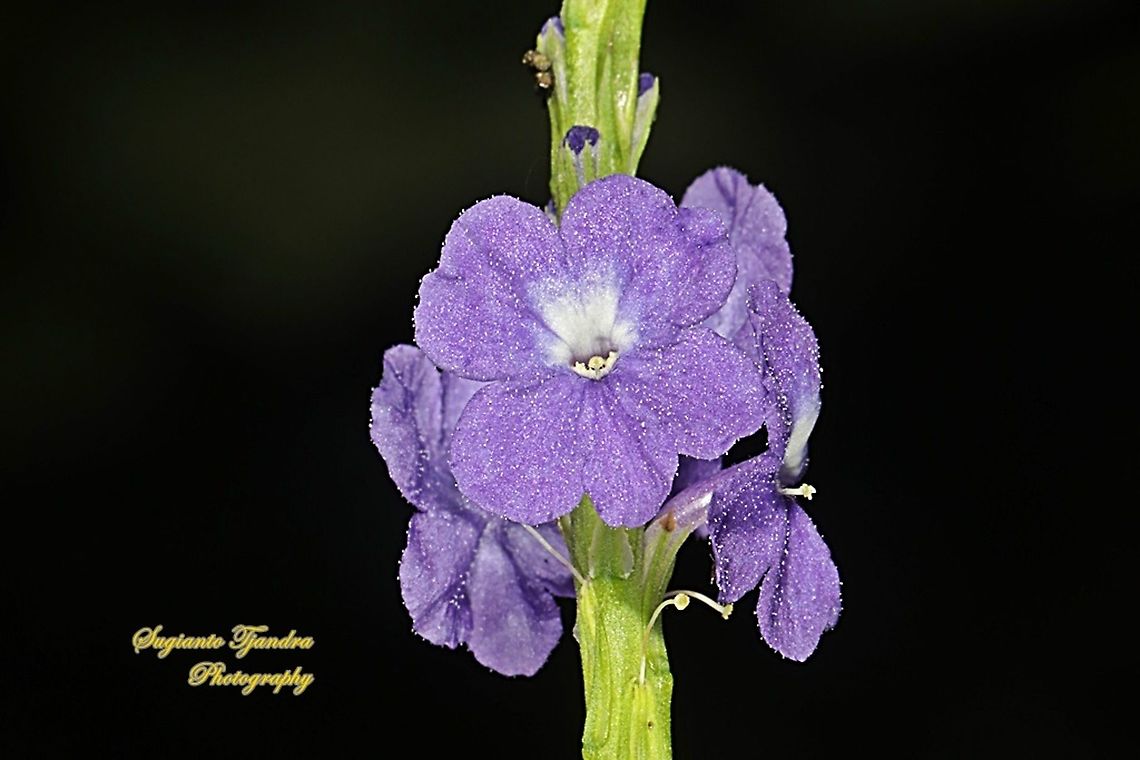 Bunga Pecut Kuda/Blue Snakeweed (Stachytarpheta indica)  Blue Porterweed,Geotagged,Indonesia,Stachytarpheta indica,Summer