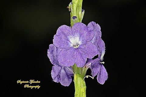 Bunga Pecut Kuda/Blue Snakeweed (Stachytarpheta indica)  Blue Porterweed,Geotagged,Indonesia,Stachytarpheta indica,Summer