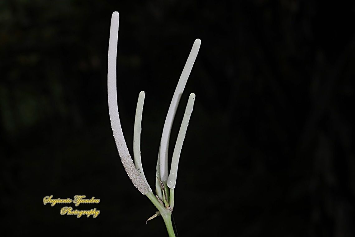 Flower of Piper peltatum, (Family Piperaceae)  Geotagged,Indonesia,Summer