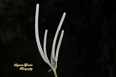 Flower of Piper peltatum, (Family Piperaceae)  Geotagged,Indonesia,Summer
