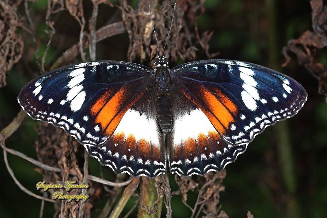 Great eggfly, Hypolimnas bolina bolina - female Upperside  Geotagged,Great eggfly,Hypolimnas bolina,Indonesia,Summer