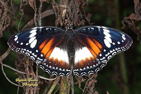 Great eggfly, Hypolimnas bolina bolina - female Upperside  Geotagged,Great eggfly,Hypolimnas bolina,Indonesia,Summer