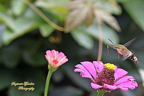Coffee Bee Hawkmoth (Cephonodes hylas) looking for nectar on the Zinnia flowers  Cephonodes hylas,Coffee bee hawkmoth,Geotagged,Indonesia,Summer