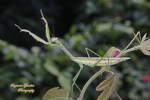 Praying Mantis/Giant Asian Mantis, Hierodula Sp  Geotagged,Indonesia,Summer
