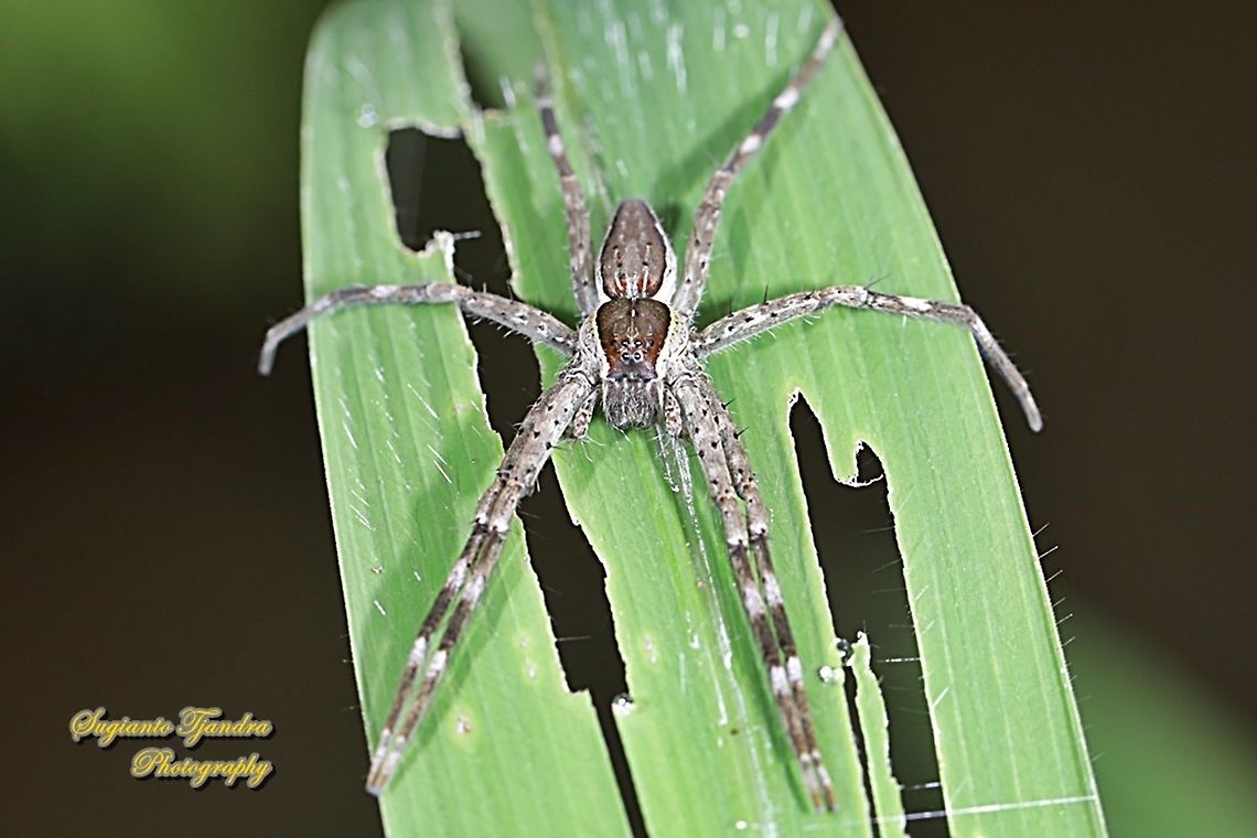 Nursery web spiders, Pisauridae Sp.  Geotagged,Indonesia,Summer