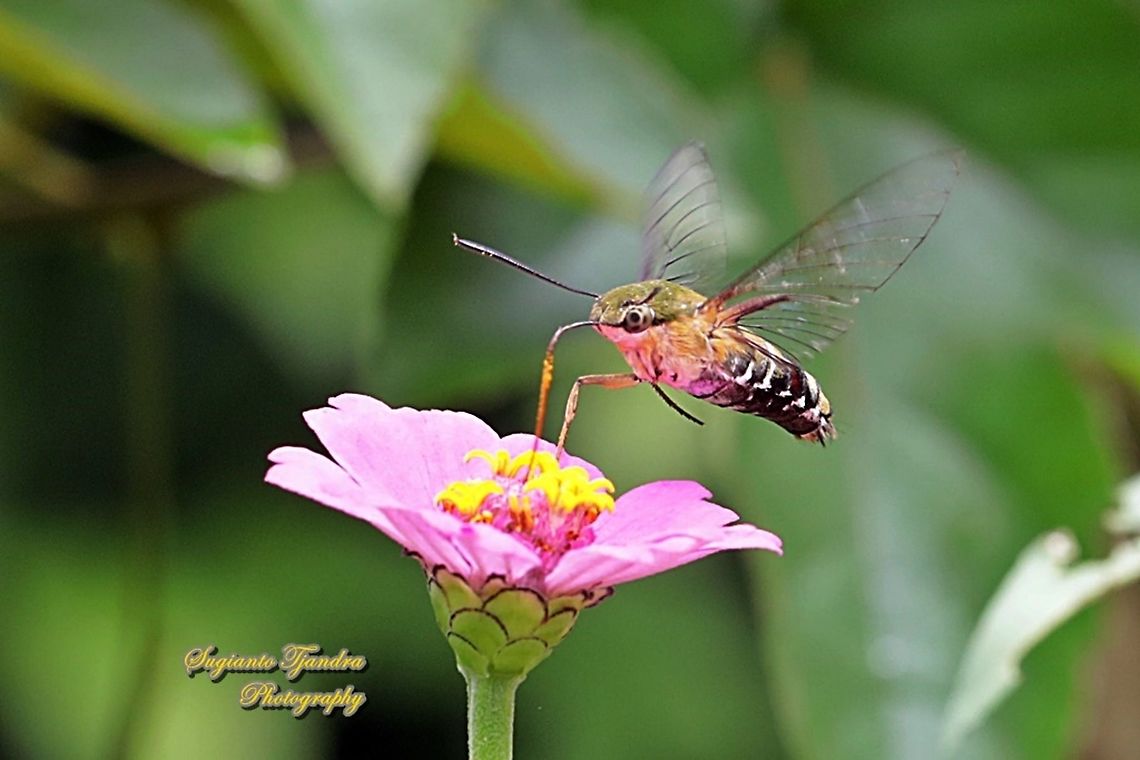 Coffee Bee Hawkmoth (Cephonodes hylas) sucking nectar on the Zinnia flowers  Cephonodes hylas,Coffee bee hawkmoth,Geotagged,Indonesia,Summer