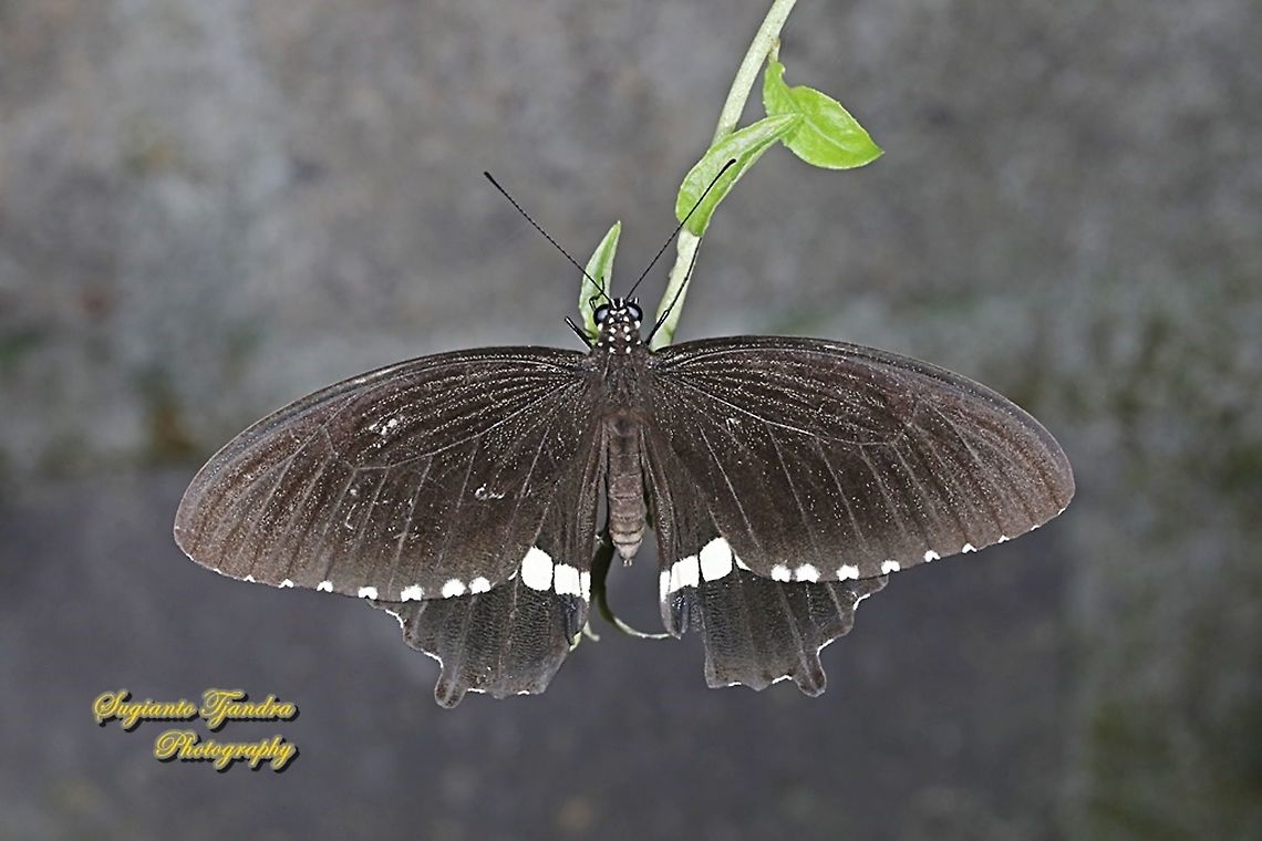 Common Mormon Butterfly, Papilio polytes javanus - Male  Common Mormon,Geotagged,Indonesia,Papilio polytes,Summer