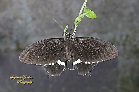 Common Mormon Butterfly, Papilio polytes javanus - Male  Common Mormon,Geotagged,Indonesia,Papilio polytes,Summer