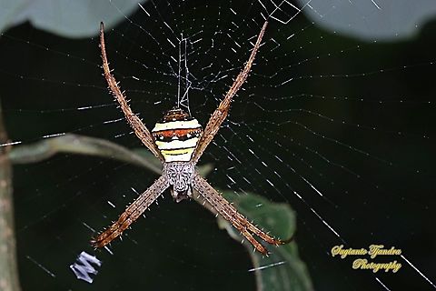 The Multi-coloured Saint Andrew's Cross Spider, Argiope Versicolor, Araneidae  Argiope versicolor,Geotagged,Indonesia,Multi-coloured Saint Andrew's Cross Spider,Summer