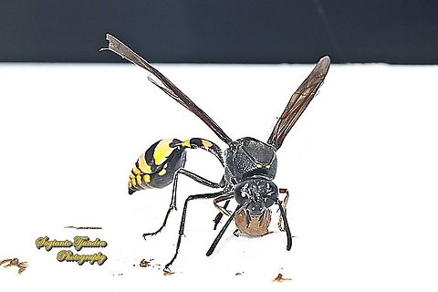 Tiger Potter Wasp, Phimenes flavopictus blanchard, Vespidae "placing mudball" to build nest  Delta unguiculatum,Geotagged,Great potter wasp,Indonesia,Summer