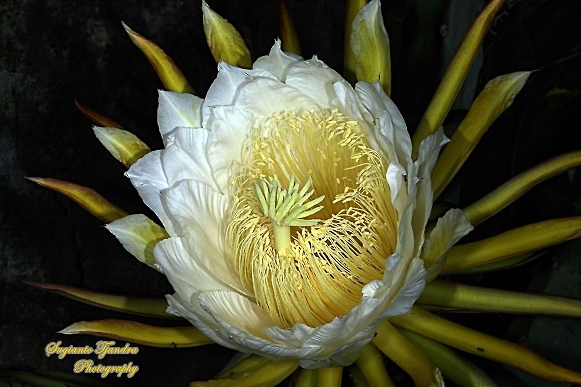 Dragon cactus flower, aka pitaya  Geotagged,Indonesia,Summer