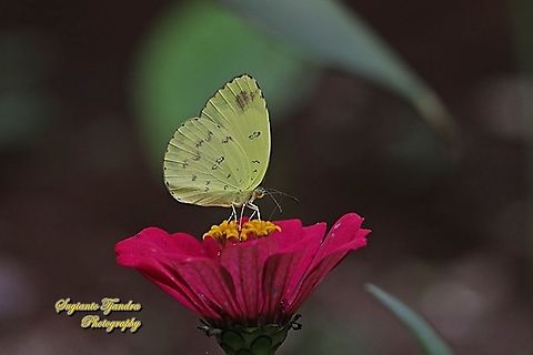 Three-spot grass yellow, Eurema blanda blanda "sucking nectar in the Zinnia Flower"  Eurema blanda,Geotagged,Indonesia,Summer,Three-spot grass yellow