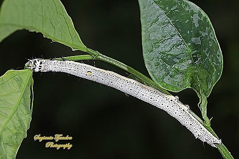 Caterpillar of the Erebid Moth, Buzara Sp.cf.onelia  Geotagged,Indonesia,Summer