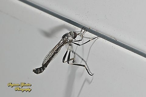 Robber fly, Leptogaster Sp., family of Asilidae  Geotagged,Indonesia,Summer