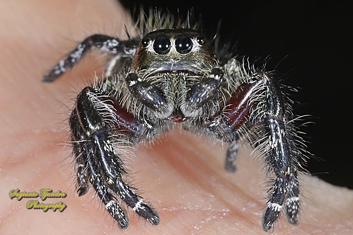 Jumping Spider, Hyllus diardi, Salticidae - male  Geotagged,Hyllus diardi,Indonesia,Summer