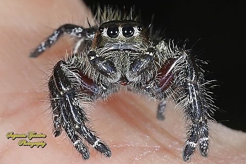 Jumping Spider, Hyllus diardi, Salticidae - male  Geotagged,Hyllus diardi,Indonesia,Summer