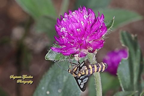 Orange spotted Tiger Moth - Amata huebneri (Huebner's Wasp Moth) "sucking nectar on the Globe amaranth flower, Gomphrena Globosa, family Amaranthaceae"  Amata huebneri,Geotagged,Indonesia,Summer