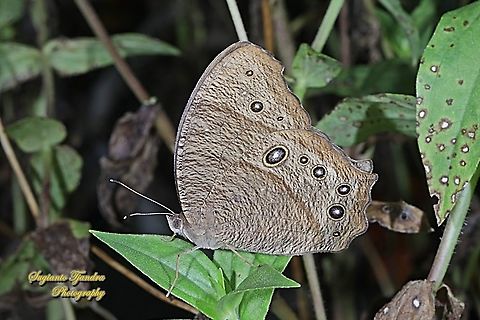 The common evening brown, Melanitis leda lacrima  Common evening brown,Geotagged,Indonesia,Melanitis leda,Summer