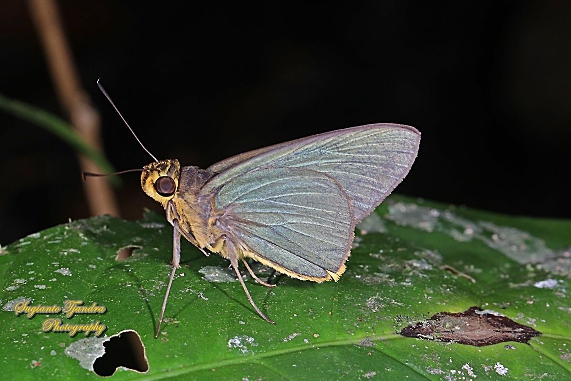 Skipper butterfly, Plain Green Palmer, Pirdana distanti distanti  Agava skipper,Geotagged,Indonesia,Pirdana distanti,Summer