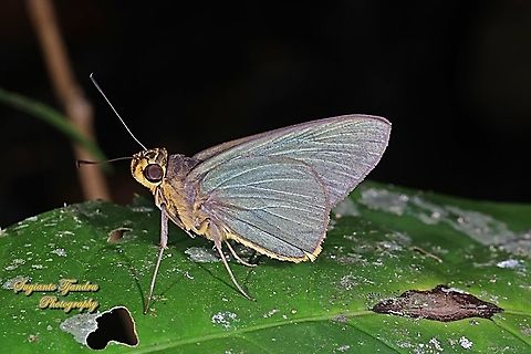 Skipper butterfly, Plain Green Palmer, Pirdana distanti distanti  Agava skipper,Geotagged,Indonesia,Pirdana distanti,Summer