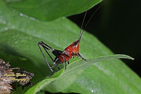 Red bush-cricket/Katydid, Conocephalus melanus, Tettigoniidae Sp.  Conocephalus melanus,Geotagged,Indonesia,Summer