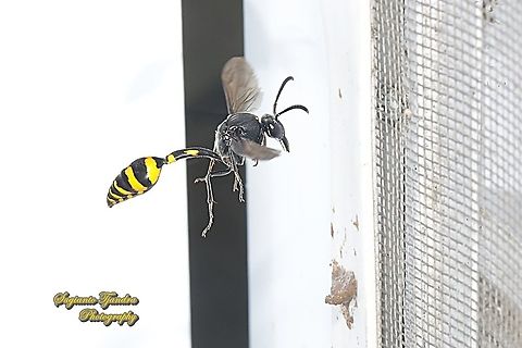 Tiger Potter Wasp, Phimenes flavopictus blanchard, Vespidae "building a potter nest"  Geotagged,Indonesia,Phimenes flavopictus,Summer