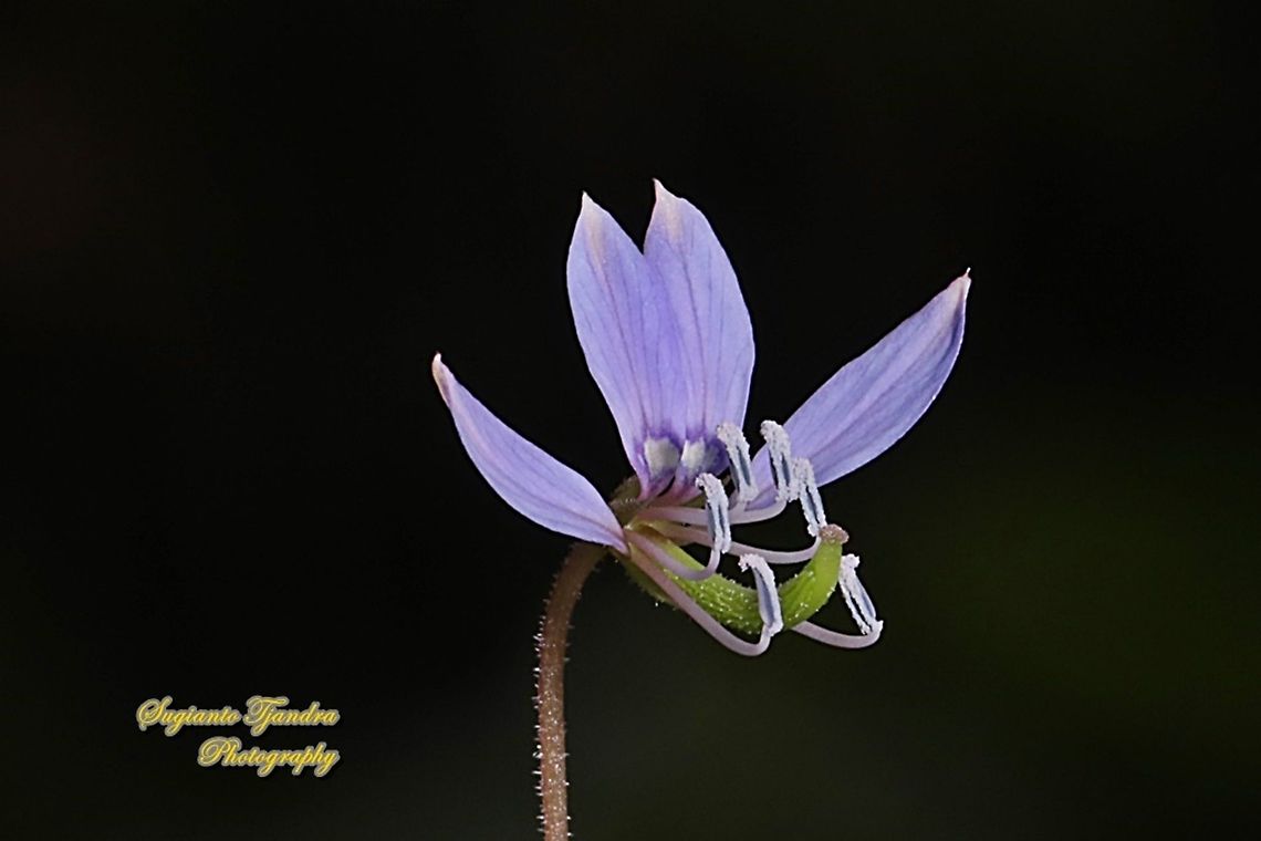 Purple Cleome, Cleome rutidosperma  Cleome rutidosperma,Fringed spider flower,Geotagged,Indonesia,Summer