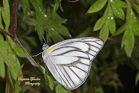 Striped Albatross Butterfly, Appias olferna olferna  Appias olferna,Eastern striped albatross,Geotagged,Indonesia,Summer