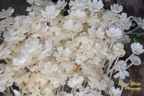 White wild mushrooms  Geotagged,Indonesia,Summer