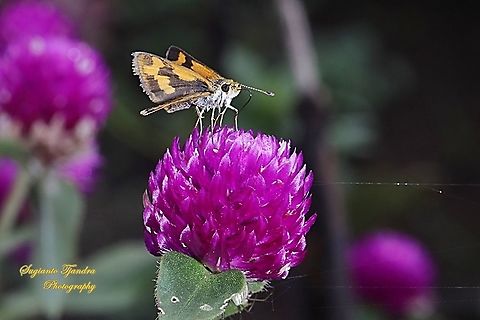 Skipper Butterfly - Taractrocera nigrolimbata nigrolimbata "sucking nectar on the Globe amaranth flower, Gomphrena Globosa, family Amaranthaceae"  Geotagged,Indonesia,Summer,Taractrocera nigrolimbata