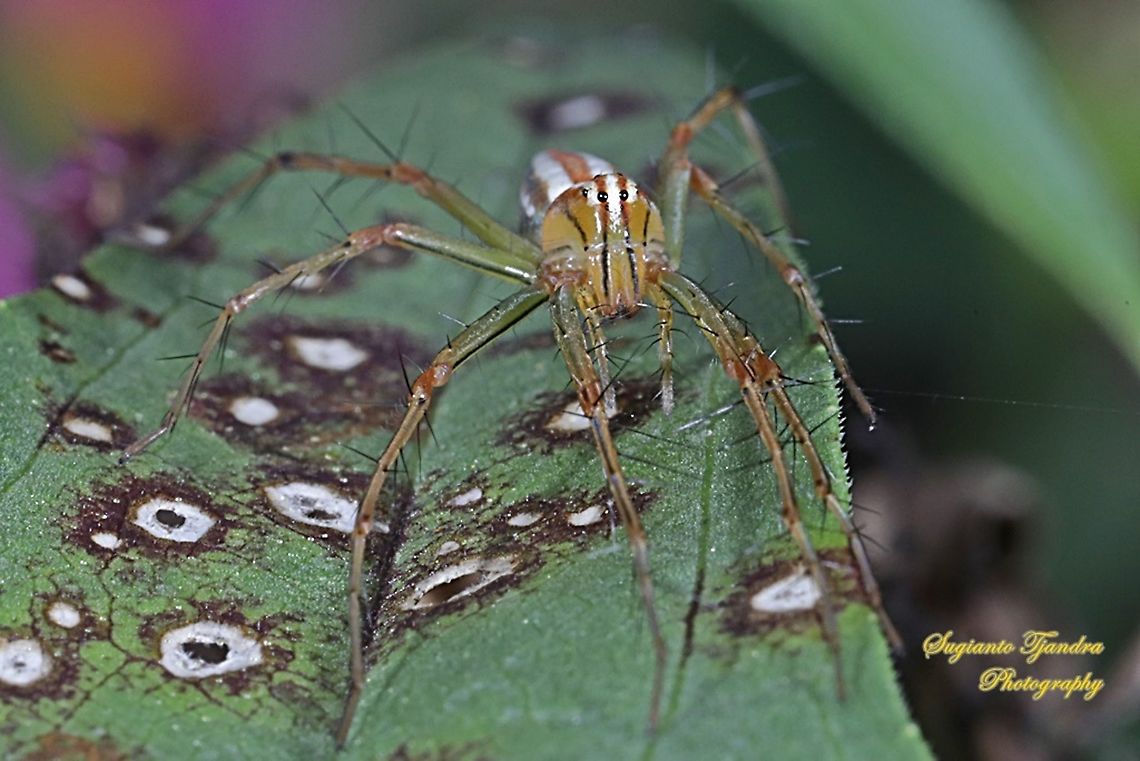 Lynx Spider, Oxyopidae sp. - Female  Geotagged,Indonesia,Summer