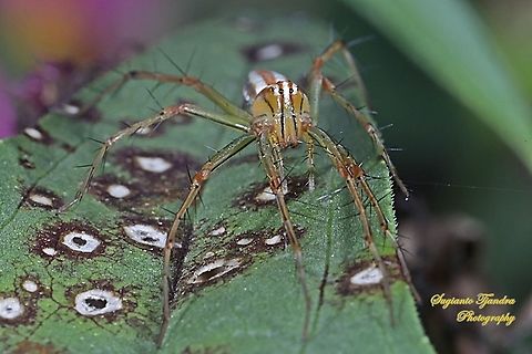 Lynx Spider, Oxyopidae sp. - Female  Geotagged,Indonesia,Summer