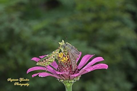 A flower mantis, Creobroter Sp enjoying big meals ( a skipper butterfly, small branded swift, Pelopidas agna)  Geotagged,Indonesia,Summer