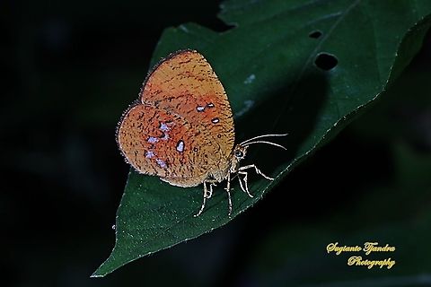 Callidula Moth, Callidula sakuni sakuni (family Callidulidae)  Geotagged,Indonesia,Summer