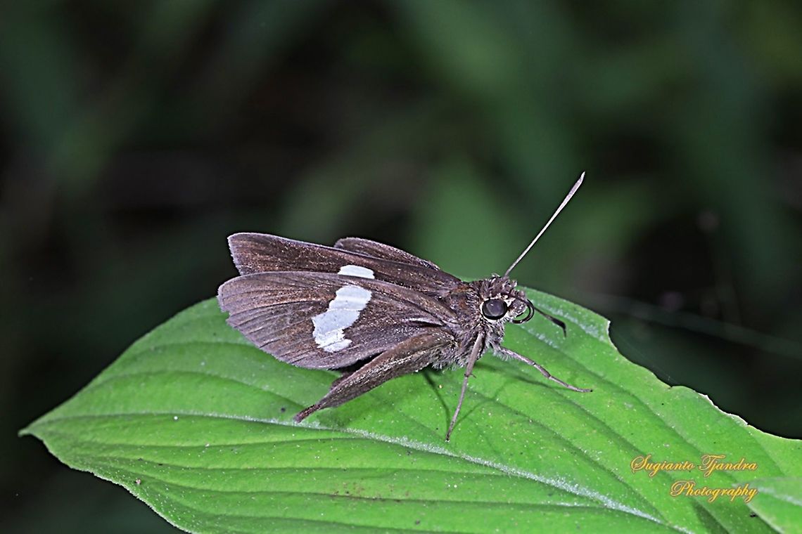Skipper Butterfly, Common Banded Demon, Notocrypta paralysos West Java, Indonesia  Common banded demon,Geotagged,Indonesia,Notocrypta paralysos,Summer