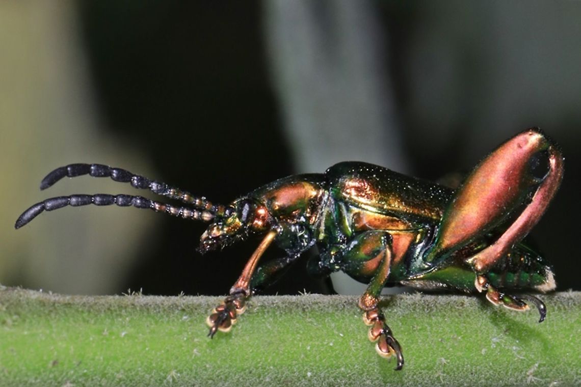 Frog-legged leaf beetle (Sagra femorata femorata Sp.)  Geotagged,Indonesia,Summer
