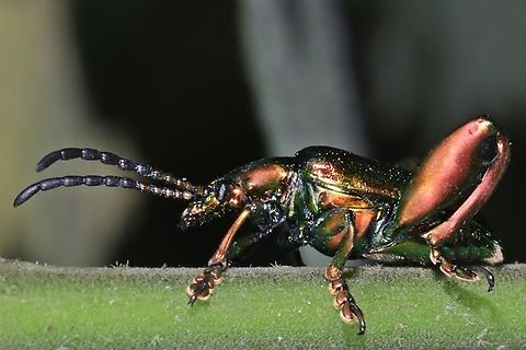 Frog-legged leaf beetle (Sagra femorata femorata Sp.)  Geotagged,Indonesia,Summer