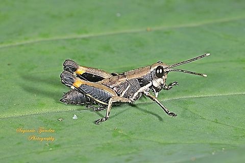 Black Forest Grasshopper (Nymph), Traulia azureipennis  Geotagged,Indonesia,Summer,Traulia azureipennis