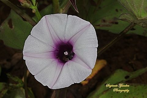 Sweet potato flower, Ipomoea batatas  Geotagged,Indonesia,Ipomoea batatas,Summer,Sweet potato