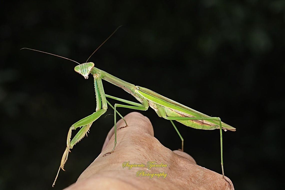 Praying Mantis/Giant Asian Mantis, Hierodula Sp  Geotagged,Indonesia,Summer