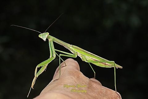 Praying Mantis/Giant Asian Mantis, Hierodula Sp  Geotagged,Indonesia,Summer