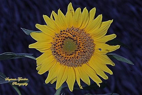 Stingless honey bee (Meliponini) looking for nectar on the Common Sunflower, Helianthus annuus  Geotagged,Indonesia,Summer