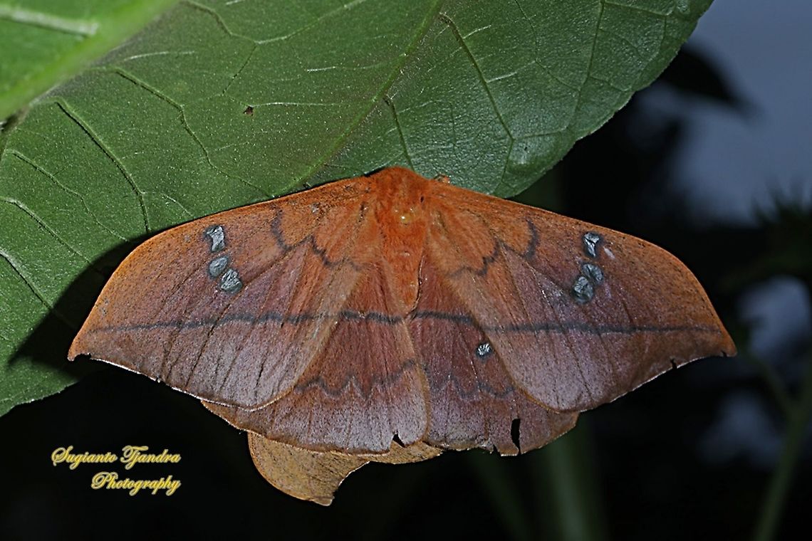 Cricula silkmoth, Cricula trifenestrata - Female "mating"  Cricula trifenestrata,Geotagged,Indonesia,Summer