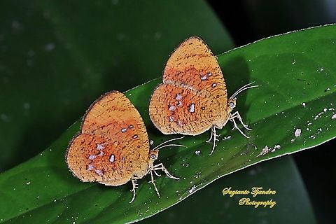 A pair of Callidula Moth, Callidula sakuni sakuni (family Callidulidae)  Callidula sakuni,Geotagged,Indonesia,Summer