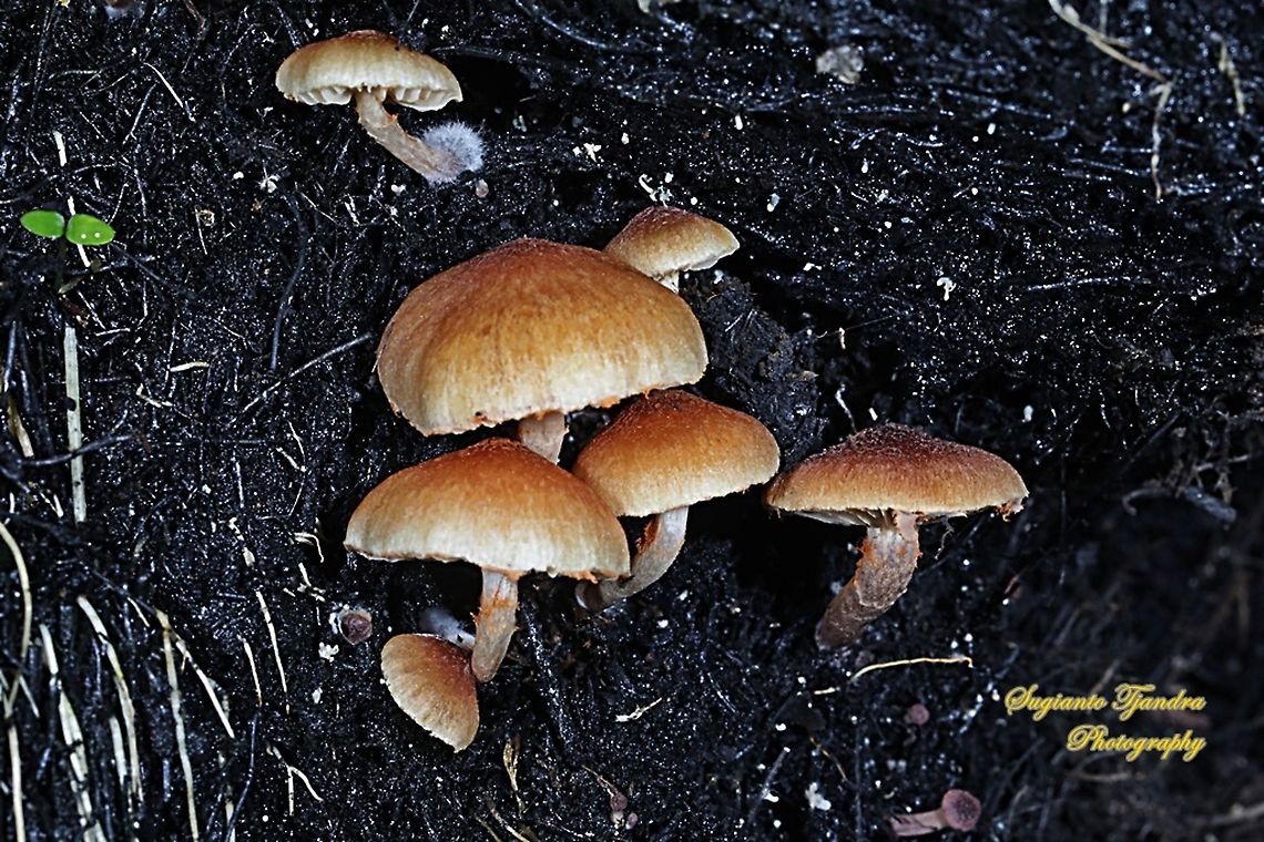 Mushrooms  Geotagged,Indonesia,Summer